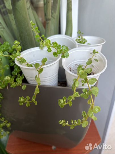 Солейролия комнатное растение