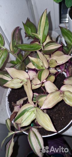 Традесканция