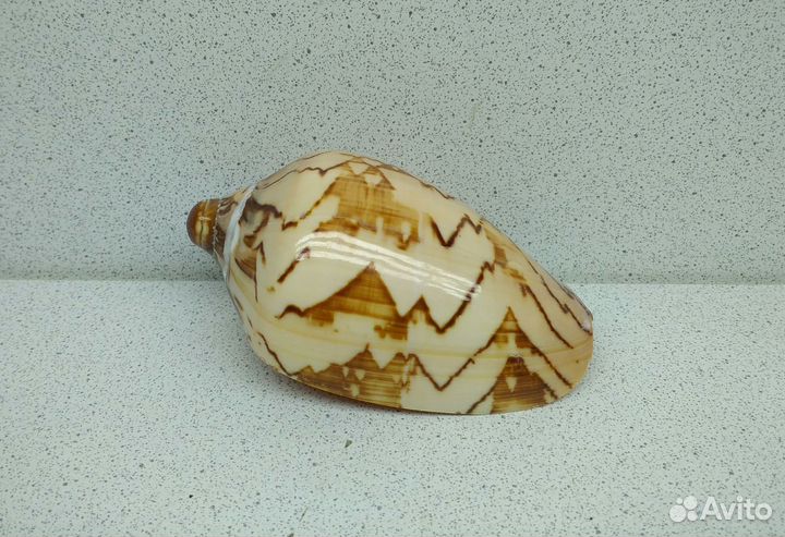 Валюта Нобилис 8,9 морская ракушка раковина