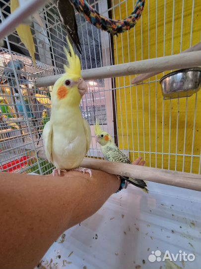 Корелла, попугай карелла