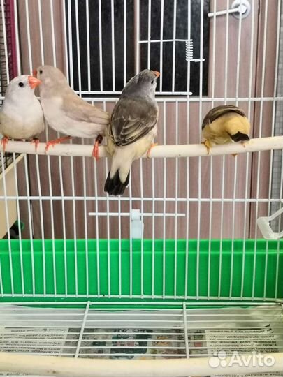 Зебровые амадины