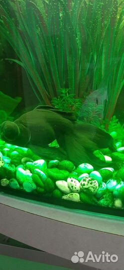 Аквариумные рыбки отдам бесплатно