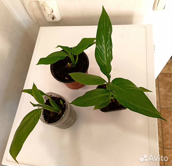 Спатифиллум цветок Женское счастье