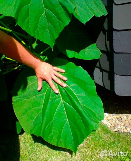 Саженцы павловния