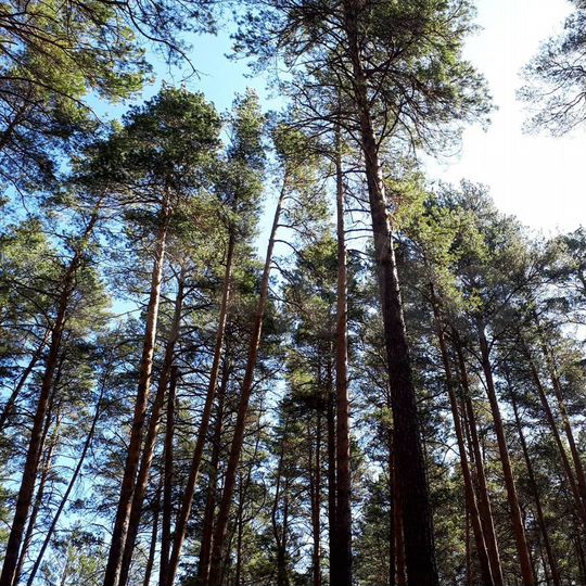 Участок 50 сот. (ИЖС)