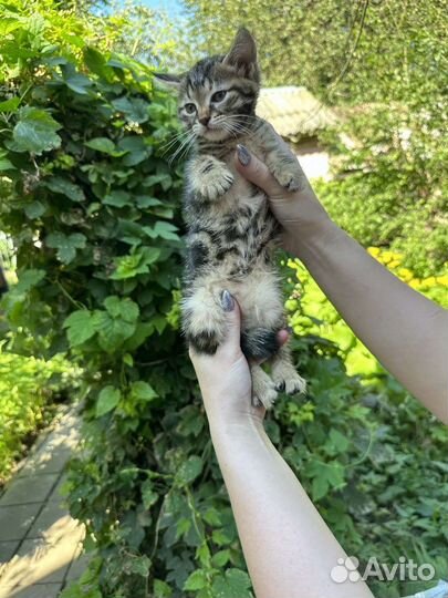 Котенок бенгальский