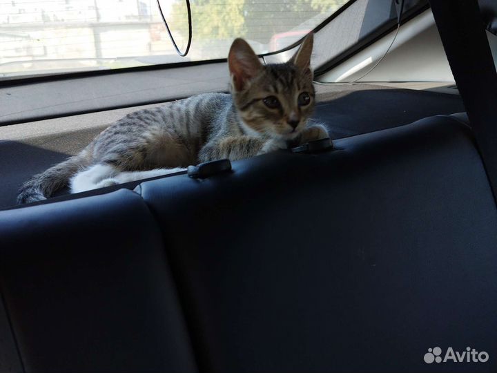 Кошки в добрые руки