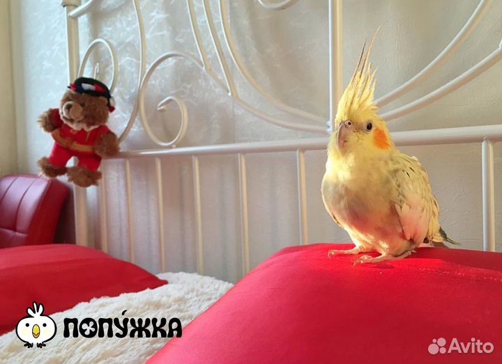 Передержка попугаев