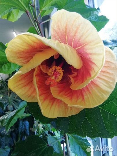 Отводки гибискуса Jayella