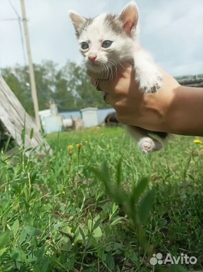 Котенок мальчик в добрые руки