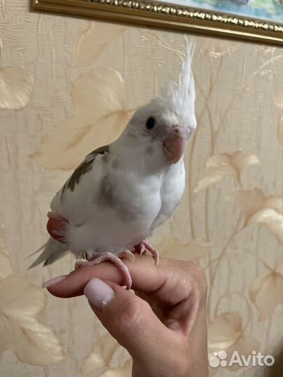 Птенцы кореллы безщекие