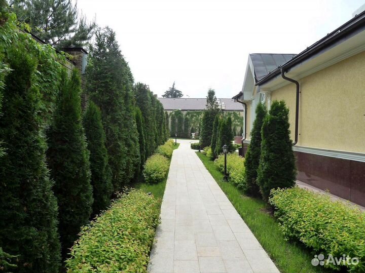 Туя западная