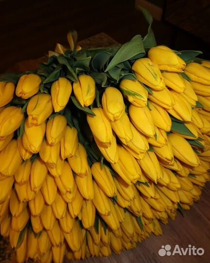 51 тюльпан / 101 тюльпан / букеты