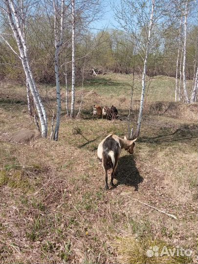 Козье молоко