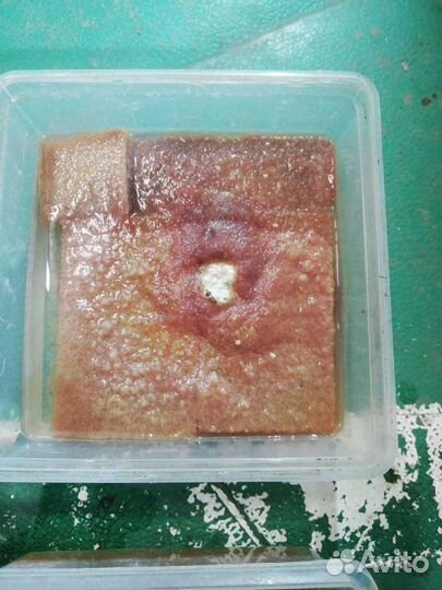 Корм для мальков,культура нематода, алофорус