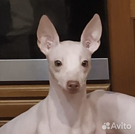 Американский голый терьер.И Китайская хохлатая