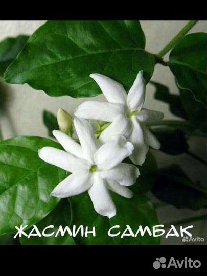 Разные растения