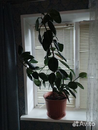 Фикус каучуконосный большой
