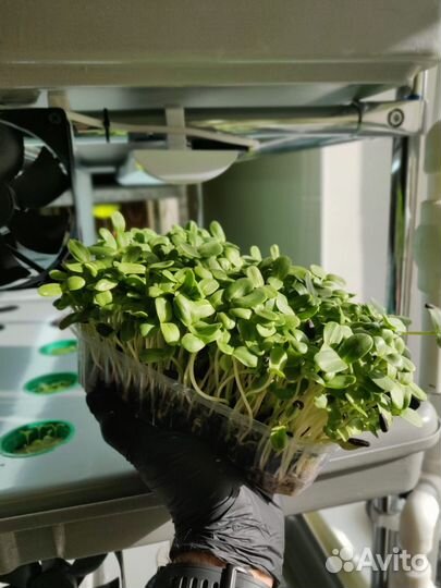 Микрозелень