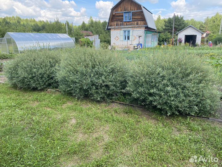 Ива (шаровидная) пурпурная Нана