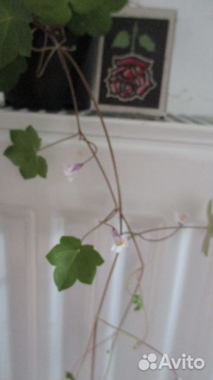 Цимбалярия постенная