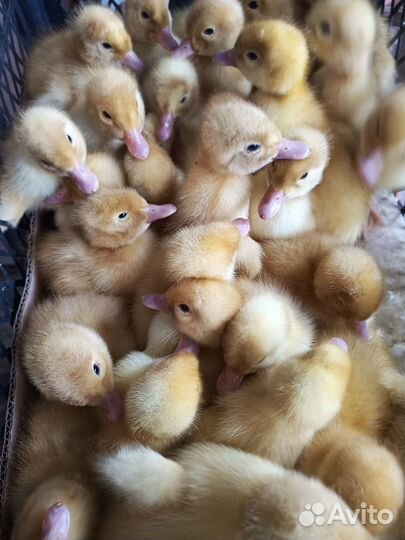 Утята суточные