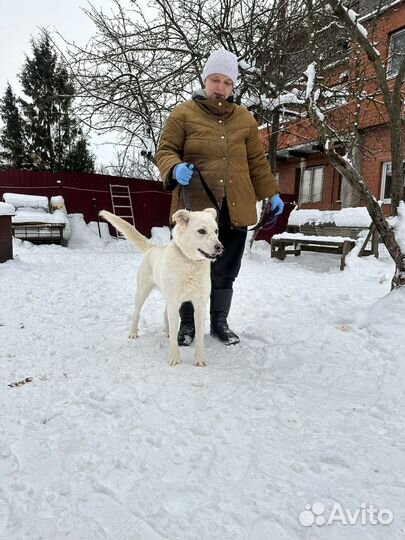 Собака в дар