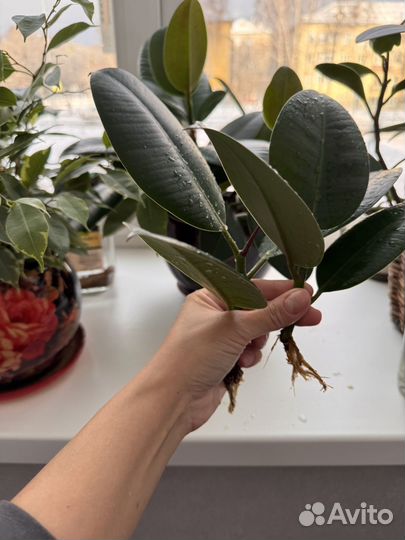 Фикус каучуконосный