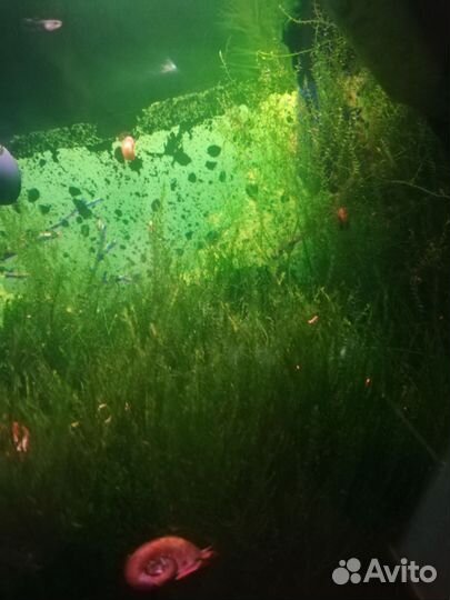 Аквариумные рыбки, растения и улитки