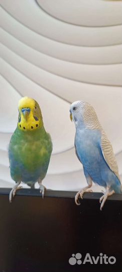 Передержка грызунов