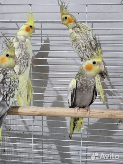 Попугай корелла