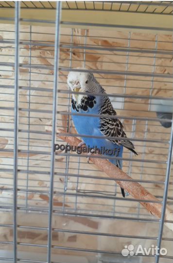 Ввп чехи на гнездо