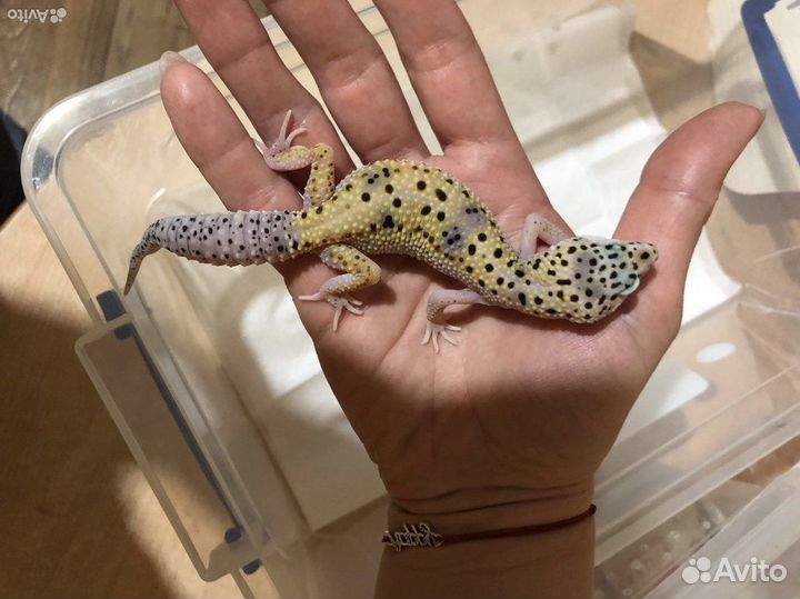 Геккон эублефар