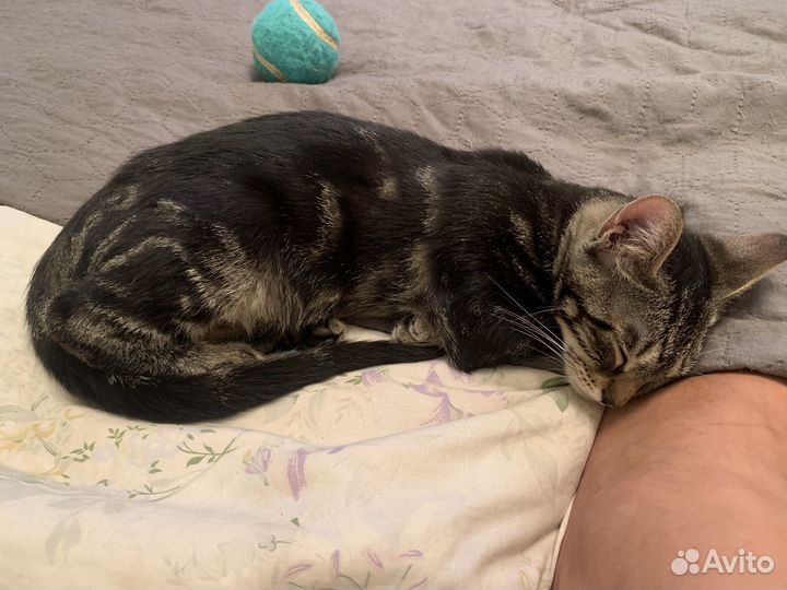 Котенок девочка