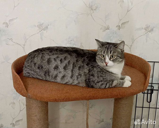 Котик Тимоша