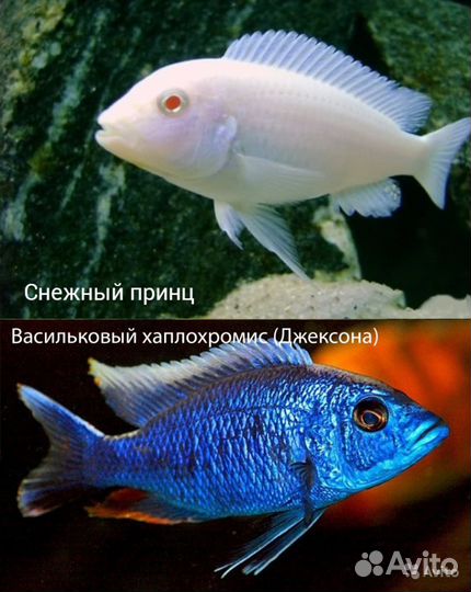 Цихлиды Малави (новое) 50р