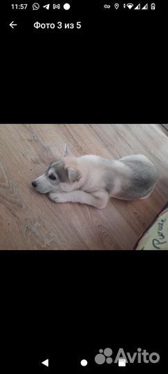 Собака в добрые руки