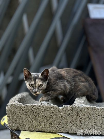 Котёнок 2 месяца