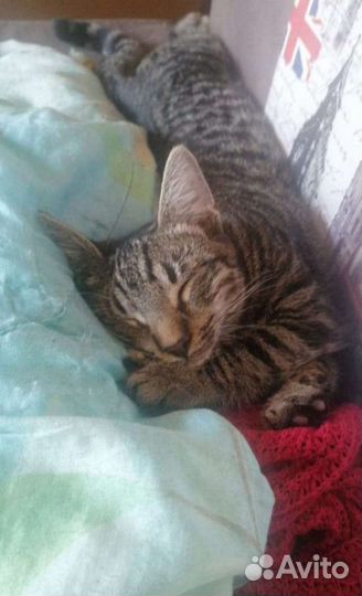 Лопоухий Борис