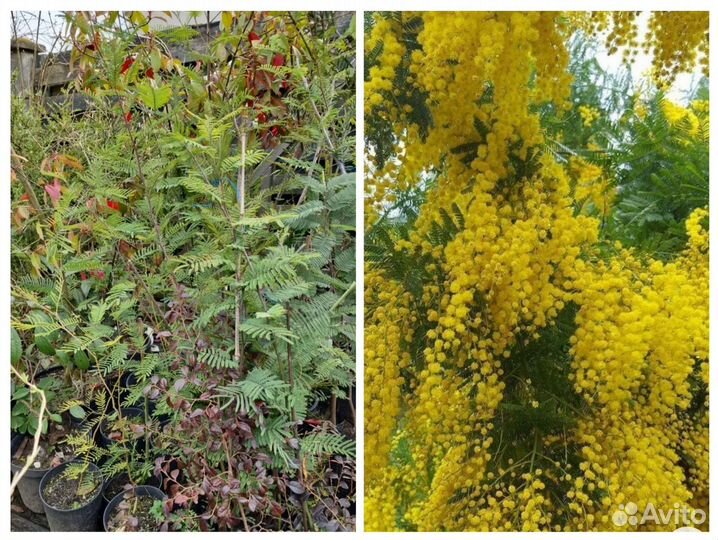Саженцы Мимоза акация серебристая