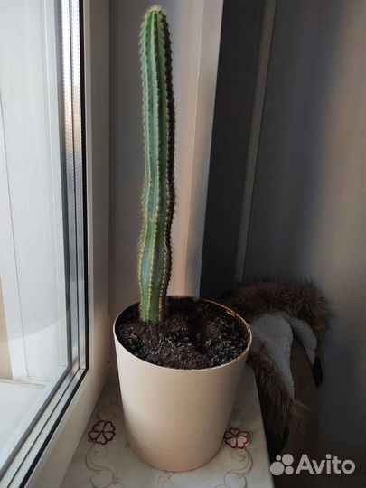 Кактус в горшке