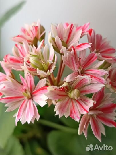 Пеларгония герань