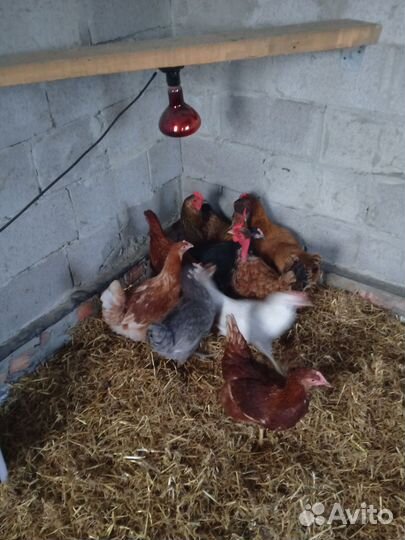 Продам домашние куриные яйца