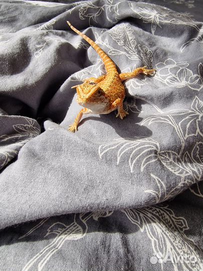 Бородатая агама