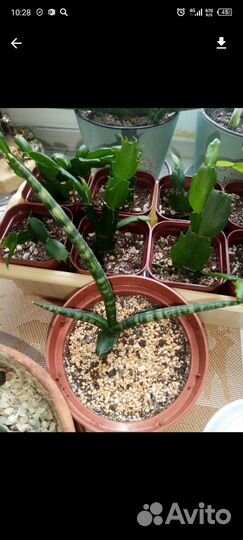 Сансевиерии сортовые