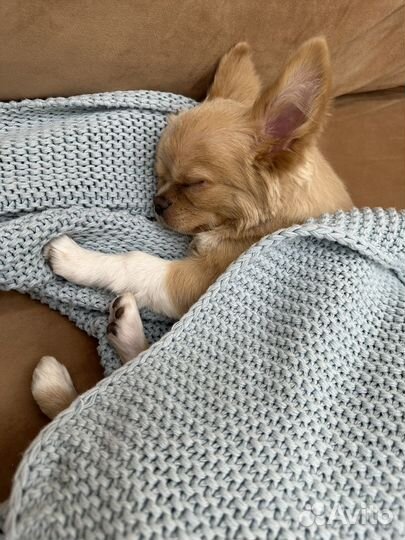 Кобель на вязку чихуахуа длинношерстный