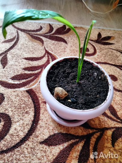 Спатифиллум