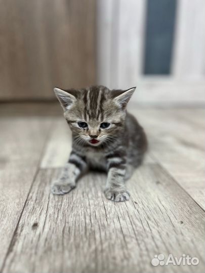 Британские котята