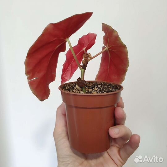 Бегония Макулата