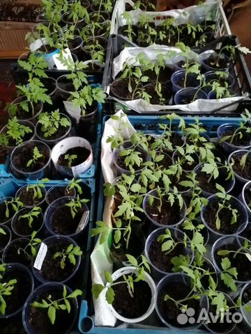 Рассада томатов